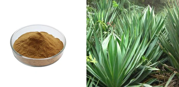 Yucca extract1