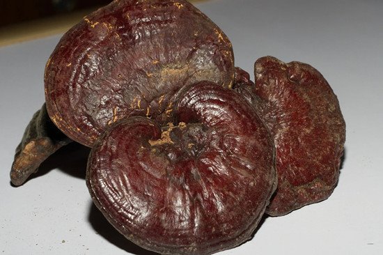 reishi mushroom