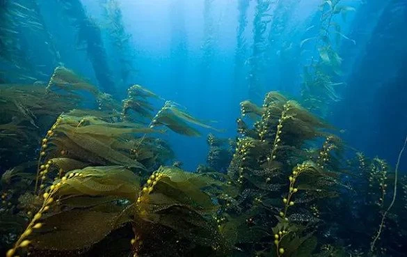 dried seaweed